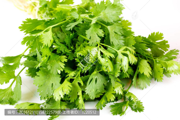 番茄和黃瓜coriandr