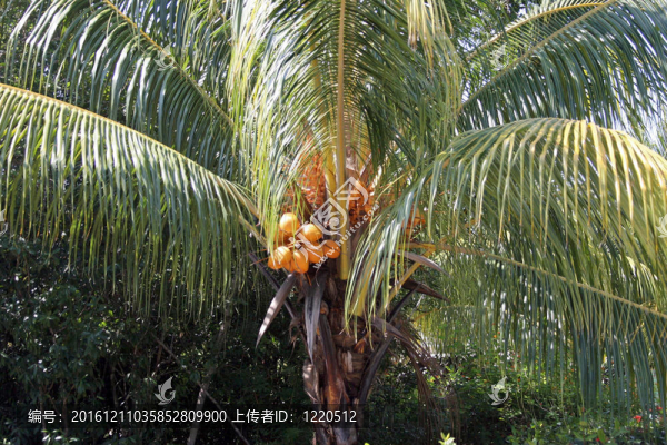 樹(shù)上的椰子