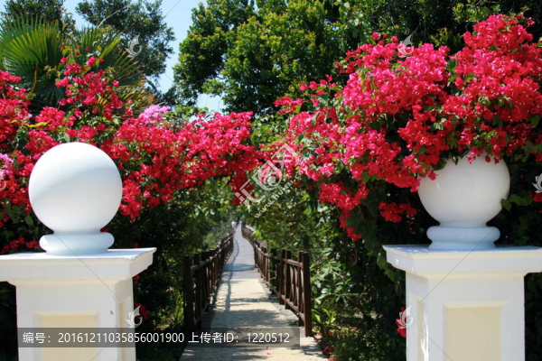 紅樹(shù)林的漫長(zhǎng)道路