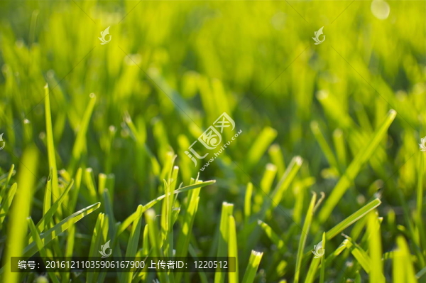 夏-青草背景