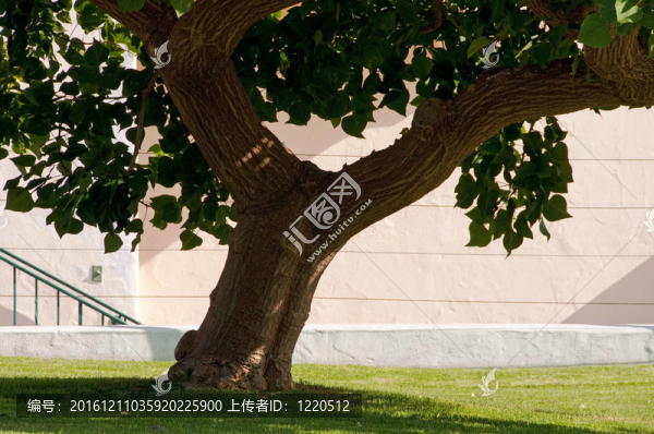 樹(shù)與墻的幾何靜物
