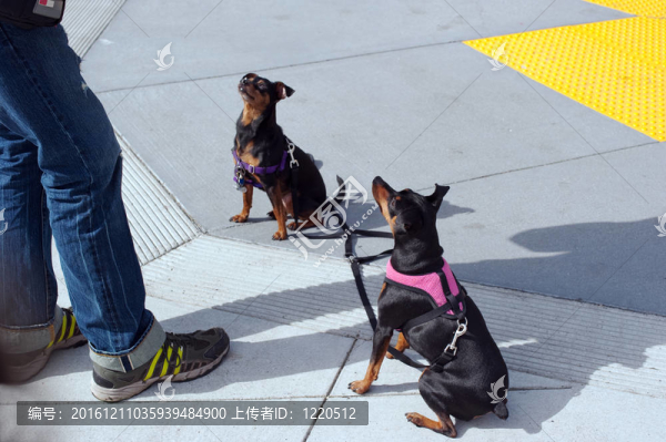 乖巧的迷你杜賓犬的鉗子