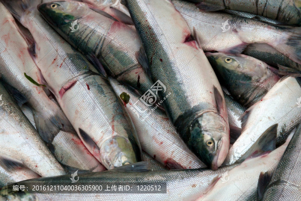 幾個剛捕獲的鮭魚