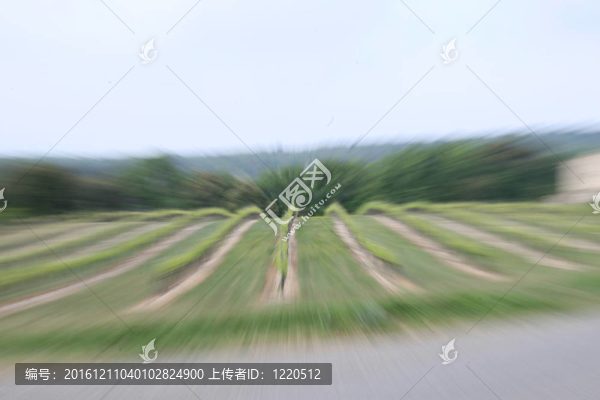 法國(guó)葡萄園的運(yùn)動(dòng)模糊