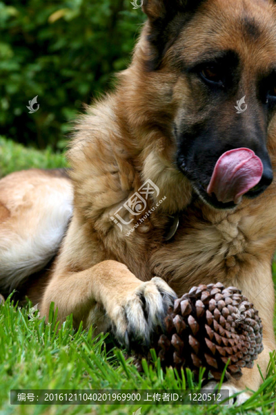 German,Sheppard舔嘴唇