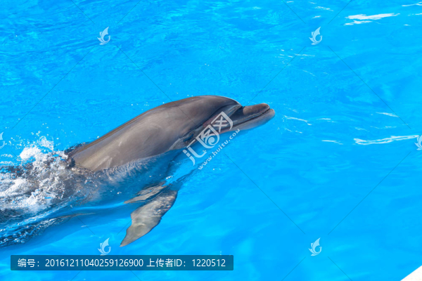 海豚