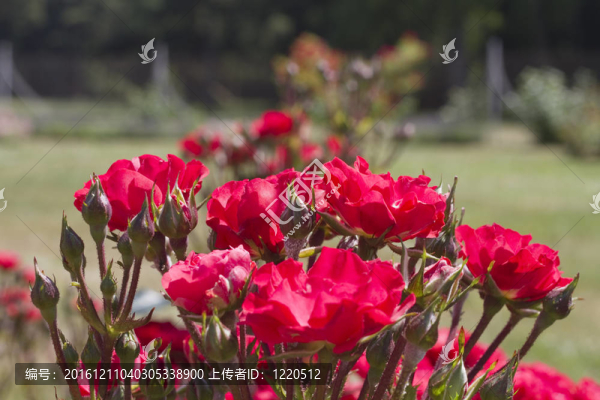 花園里的紅玫瑰