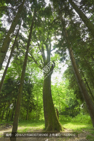 老橡樹(shù)