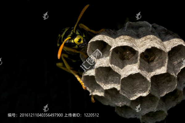 一個(gè)黃蜂黃蜂守巢