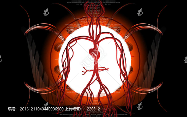血管系統(tǒng)
