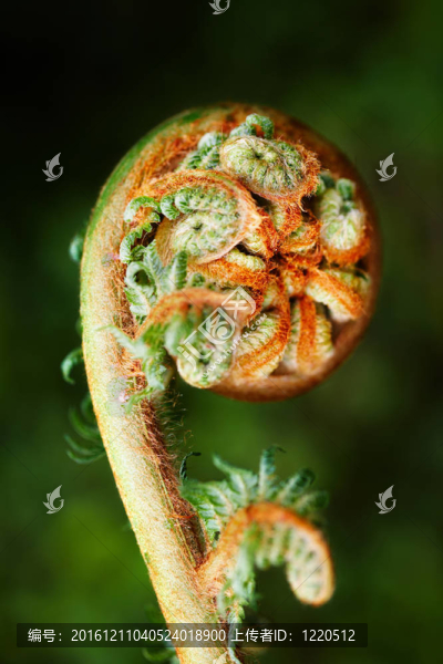 解開的蕨葉