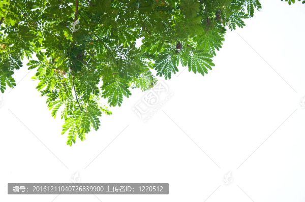綠色的葉子和白色的天空