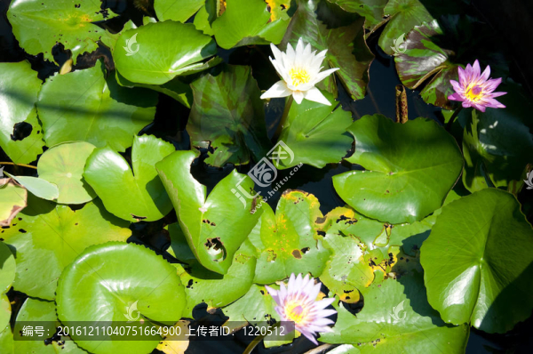 蓮花泰國(guó)