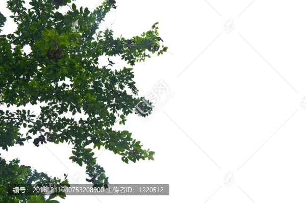 葉在天空