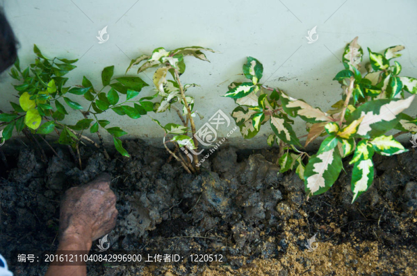 年輕的植物生長