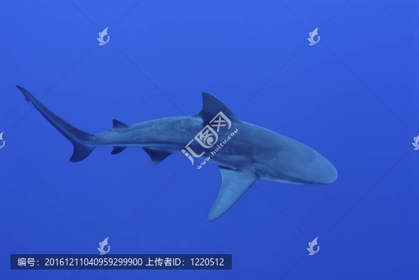 深藍色的
