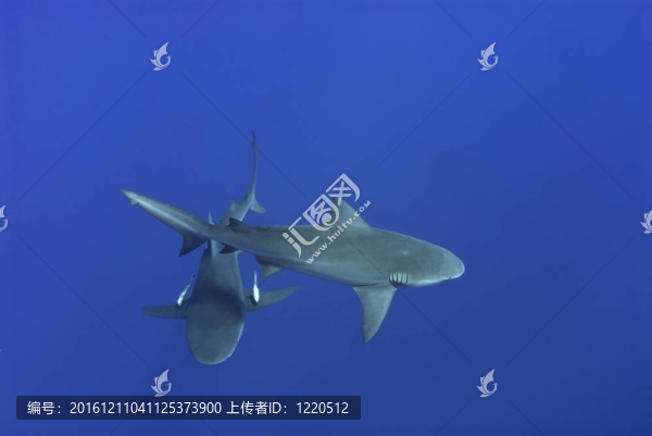 兩片