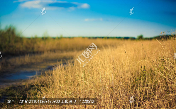 光場(chǎng)