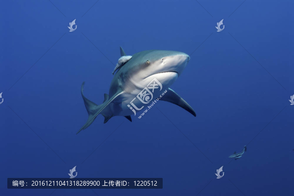 耀眼的公牛鯊