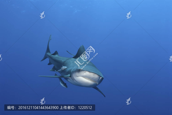 鯊魚的微笑