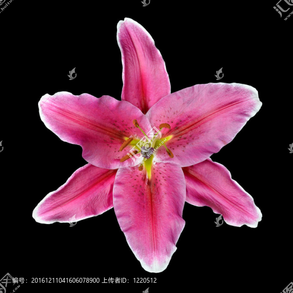 粉紅百合花在黑色背景上分離