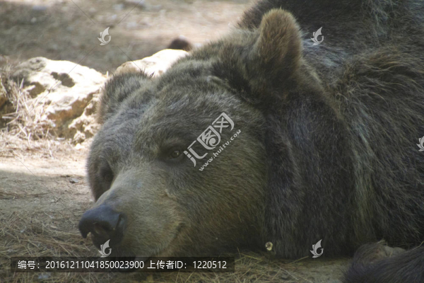 巨熊很有表現(xiàn)力