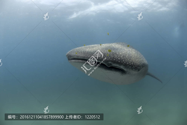 微笑whaleshark