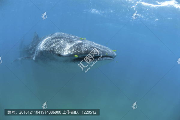 浮游生物饋線