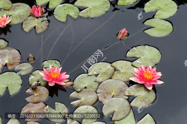 水百合