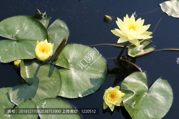 水百合