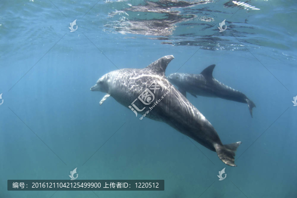 海豚的幸福