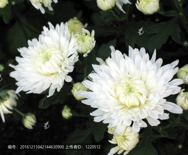 菊花