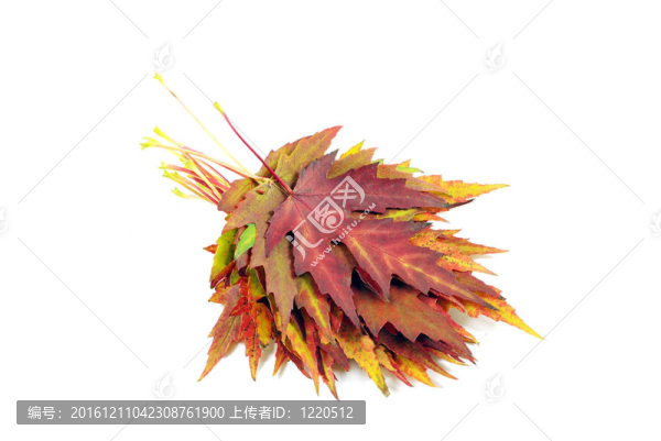 秋天的楓葉
