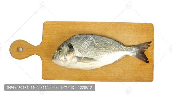 魚