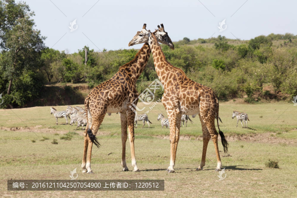 Giraffe（長頸鹿）