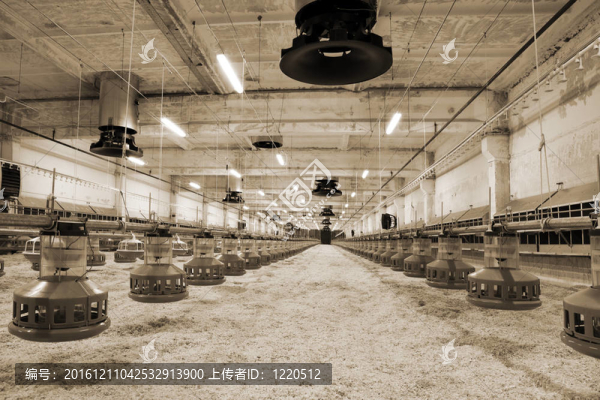 家禽農(nóng)場