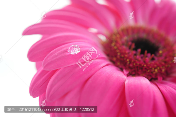 露珠