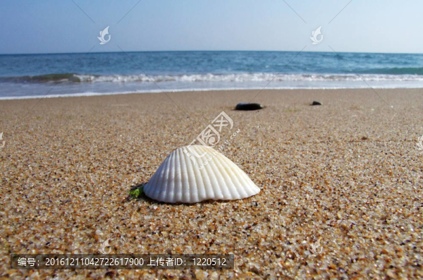 海蚌沙灘