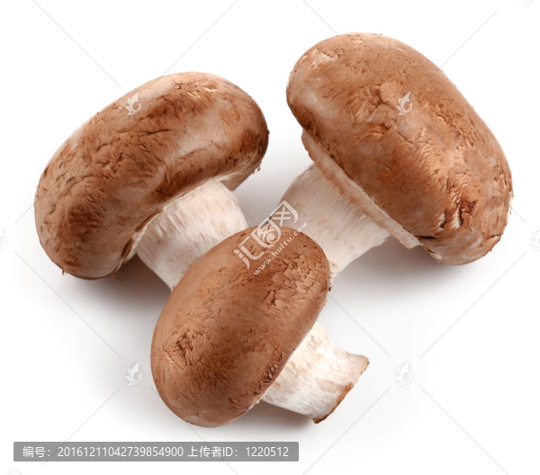 鮮香菇香菇