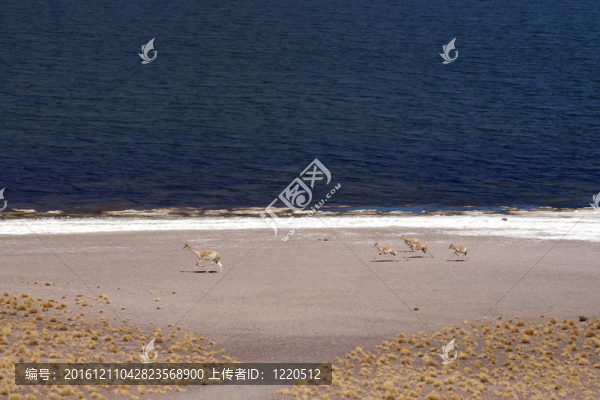 在阿塔卡馬沙漠附近的Lagunas,Miscanti和Meniques的安第斯山脈