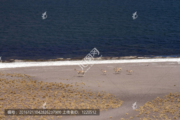 在阿塔卡馬沙漠附近的Lagunas,Miscanti和Meniques的安第斯山脈