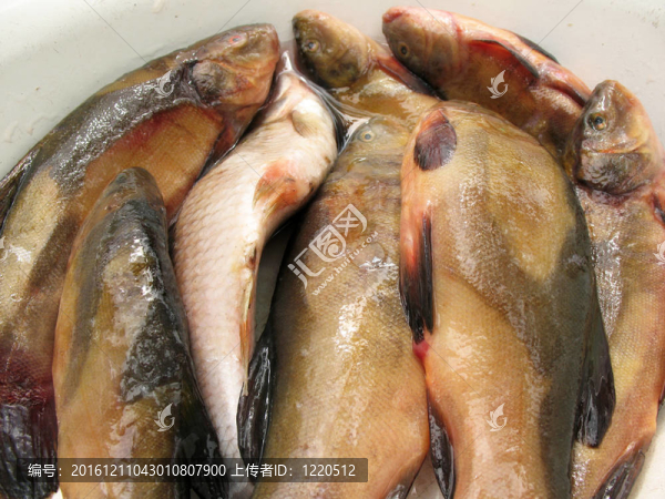淡水魚在碗里