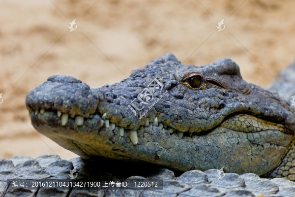 尼羅河鱷魚；Crocodylus,niloticus