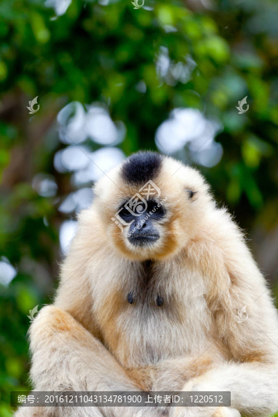 金色的臉頰，Gibbon；Nomascus,gabriellae