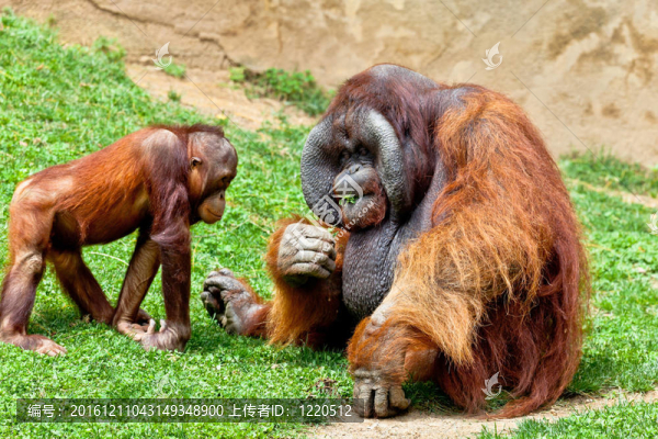 猩猩的Borneo；Pongo,Pygmaeus