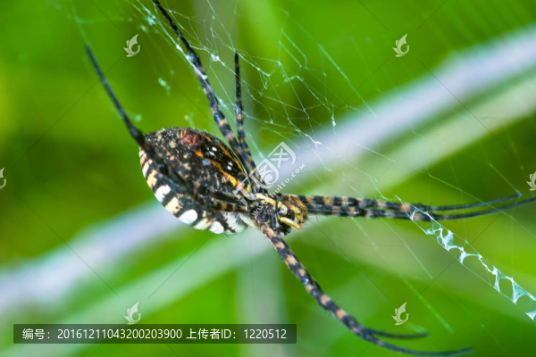 蜘蛛；Argiope,bruennichi