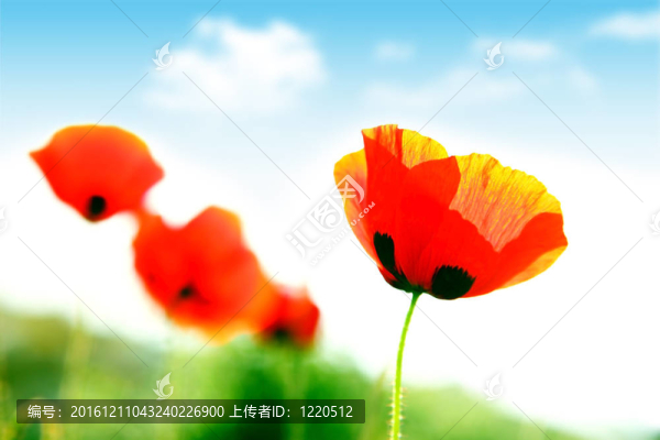 罌粟花田