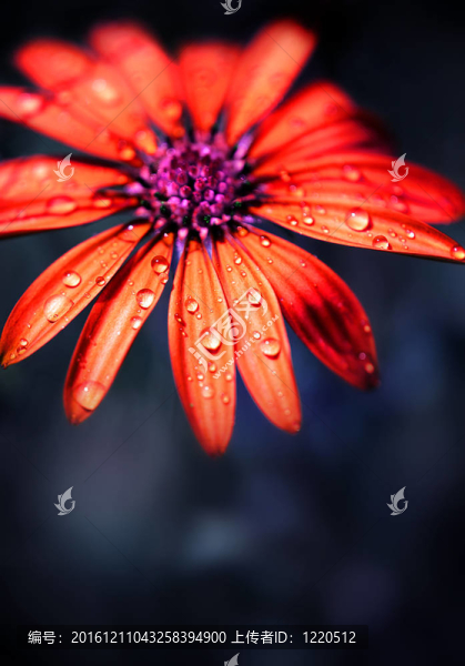 紅濕頭