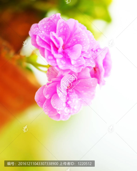 粉紅春濕花