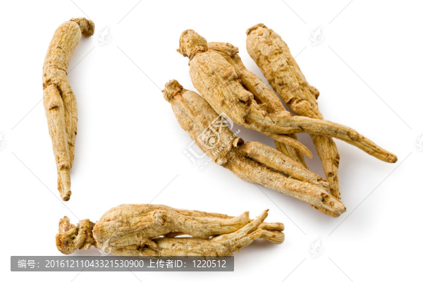 White,Ginseng（Panax,ginseng）